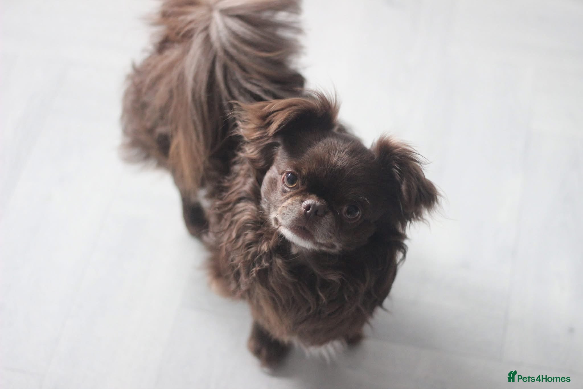 Chihuahua dogs KC Registered Chocolate Longcoat Boy - Advert 2