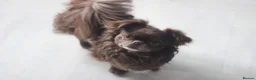 Chihuahua dogs for sale: KC Registered Chocolate Longcoat Boy in Worcester - Advert 2