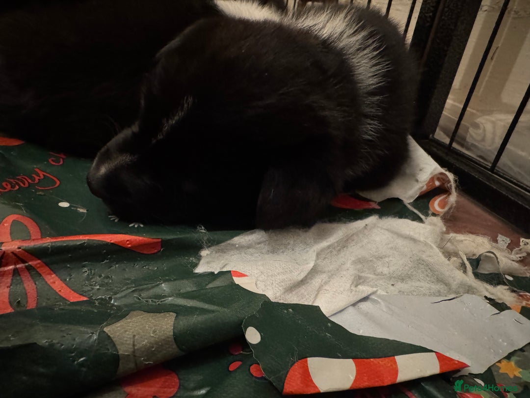 Akita dogs for sale: Black Mask American Akita Puppies - Advert 8