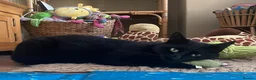 Domestic Shorthair cats for sale: Black boy who loves cuddles in Birmingham - Advert 3