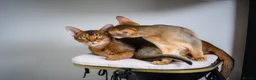 Abyssinian cats for sale: Majestic Abyssinian Boy-READY NOW-Champion Line - Advert 23