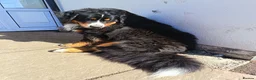Bernese Mountain Dog dogs for sale: Bernesse pups in Coventry - Advert 2
