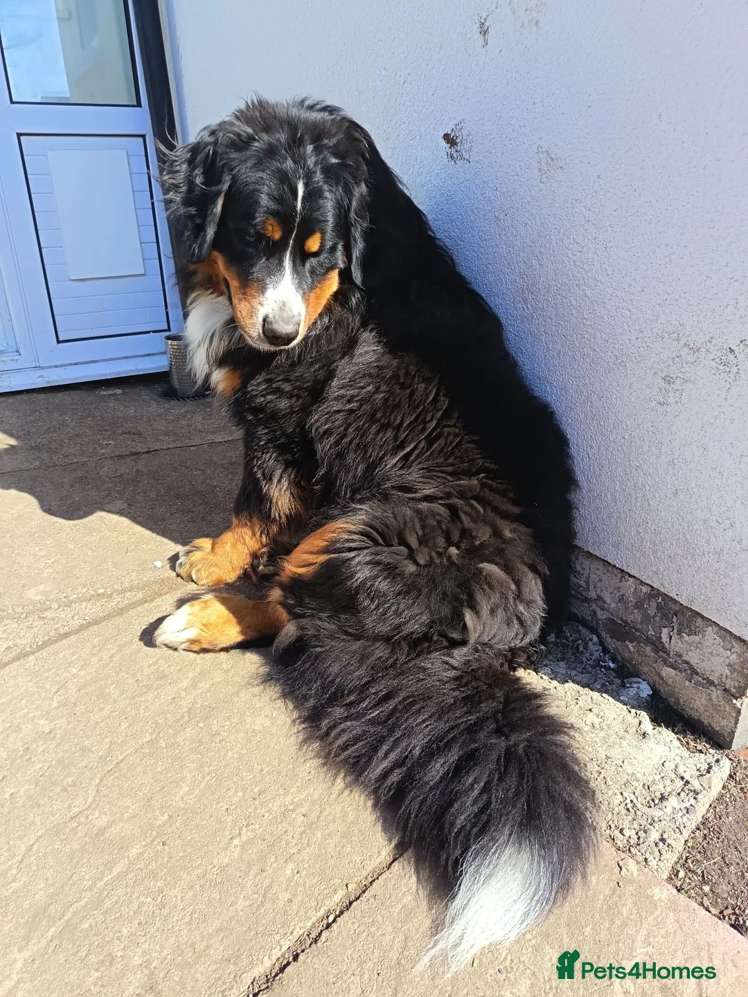 Bernese Mountain Dog dogs for sale: Bernesse pups in Coventry - Advert 2