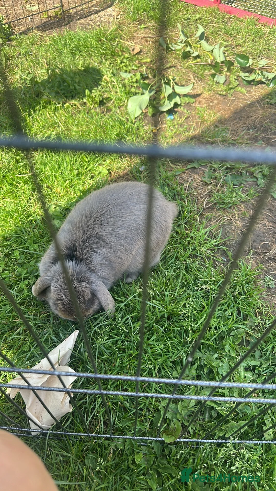 Dwarf Lop rabbits for sale: Rabbits  - Advert 2