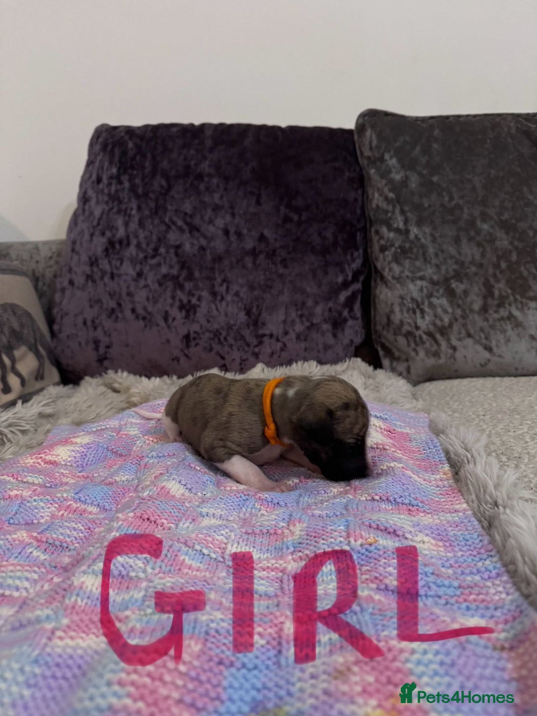 Whippet dogs for sale: Whippet pups  - Advert 14