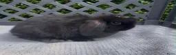 Mini Lop rabbits for sale: Pedigree mini lop babies - Advert 5