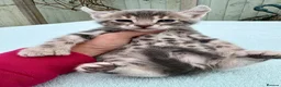 Keetso cats for sale: Superb rare polydactyl curled eared keetsos  - Advert 21