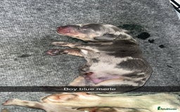 Dachshund dogs for sale: Dachshunds puppies for sale - Image 7