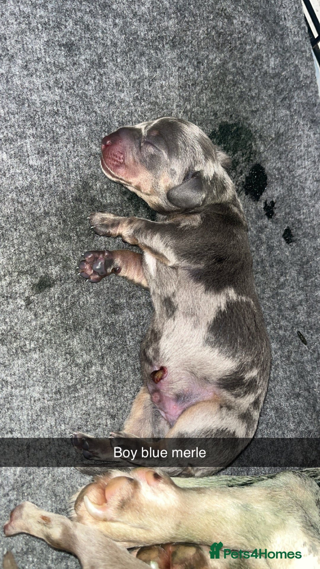 Dachshund dogs for sale: Dachshunds puppies for sale - Image 7