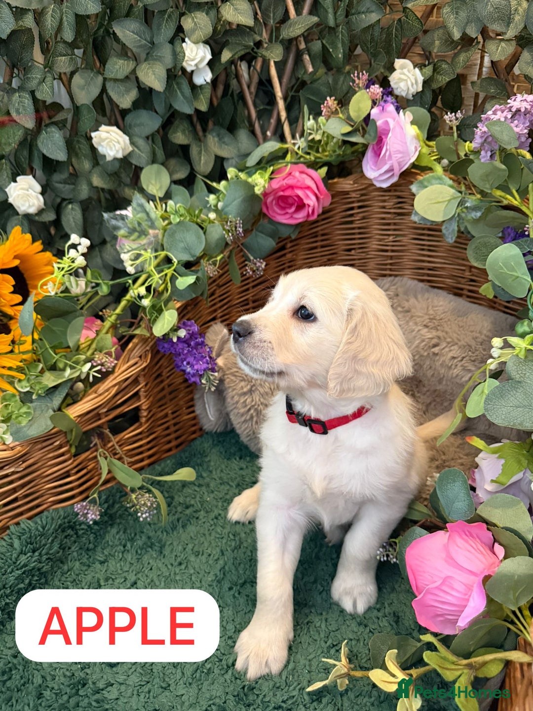 Golden Retriever dogs for sale: Stunning Golden Retriever puppies 🐾 - Image 28