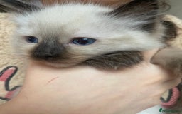 Ragdoll cats for sale: Ragdoll kittens - Advert 6