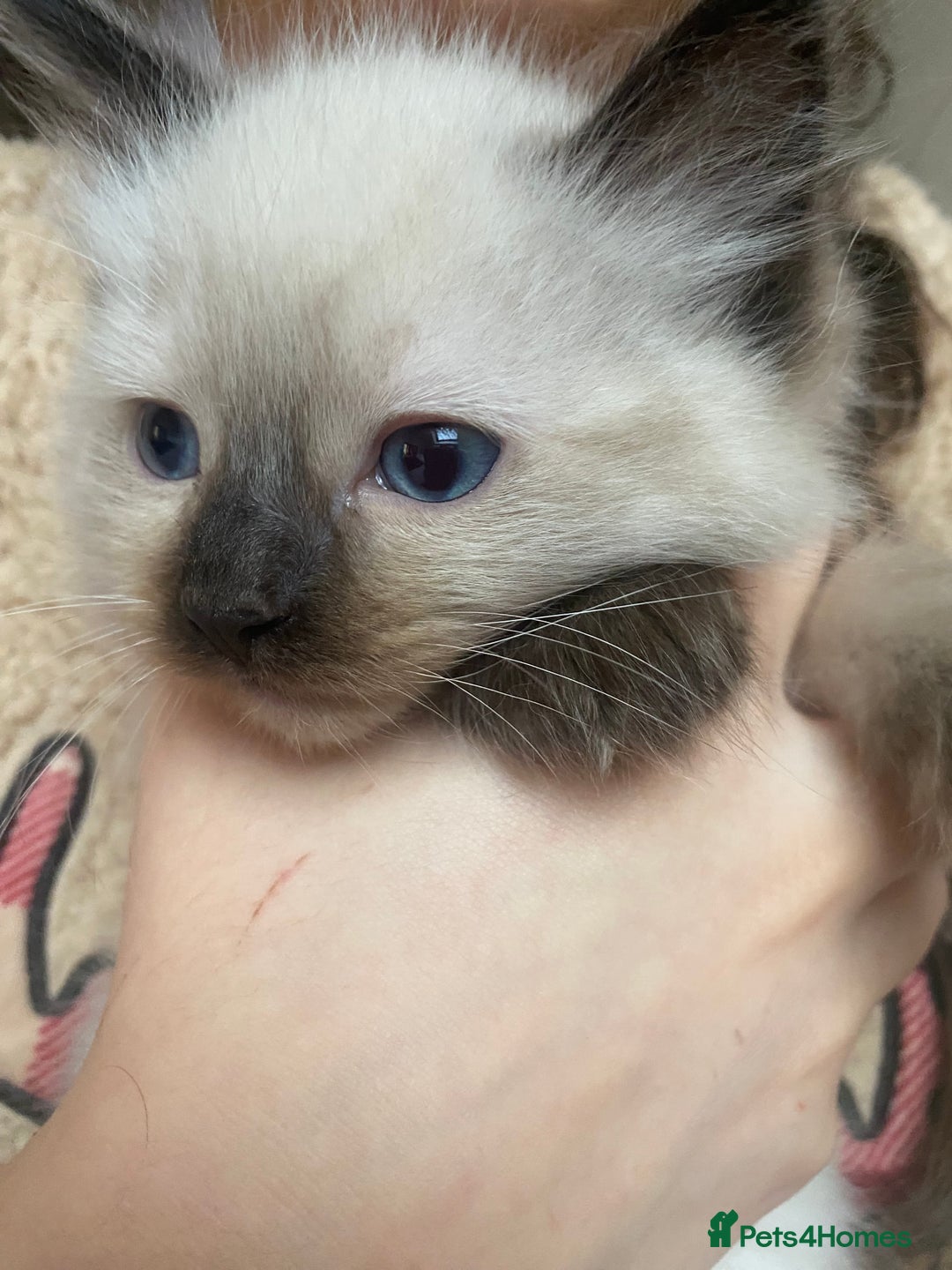 Ragdoll cats for sale: Ragdoll kittens - Advert 6