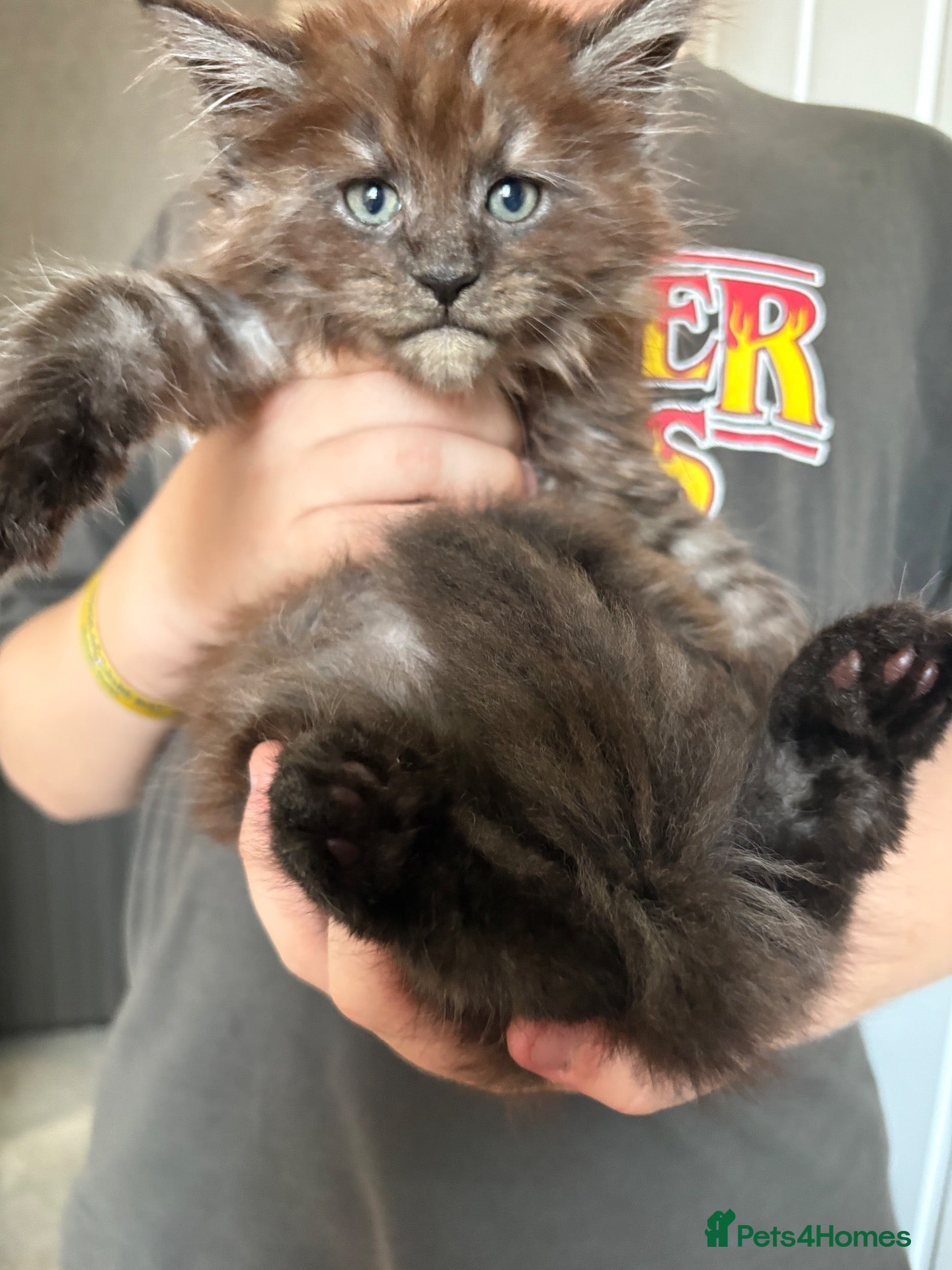 Maine Coon cats Beautiful male Maine coons ready for new homes  - Advert 18