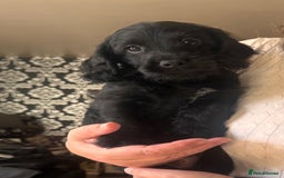 Mixed Breed dogs for sale: Labradoodle cross cockapoo puppy’s  - Image 3