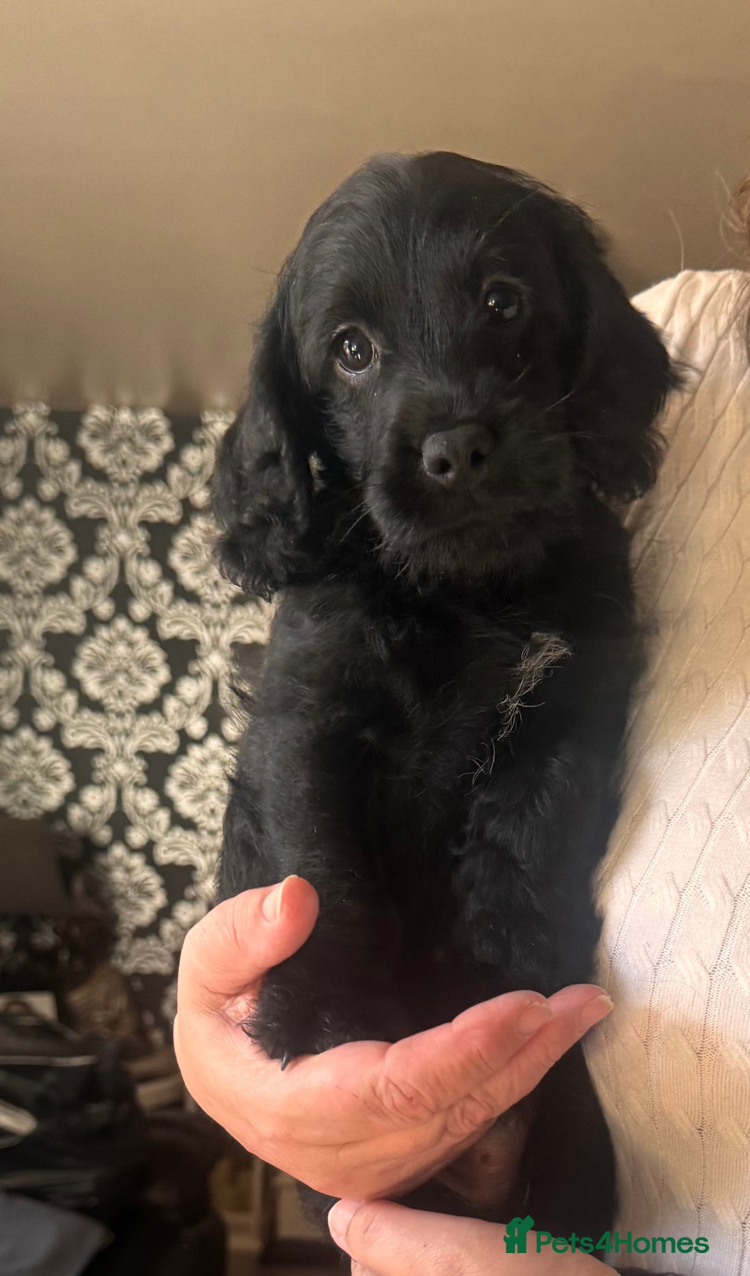Mixed Breed dogs for sale: Labradoodle cross cockapoo puppy’s  - Image 3