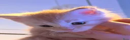 Maine Coon cats for sale: 3 x beautiful Mainecoon kittens in Colchester - Advert 25