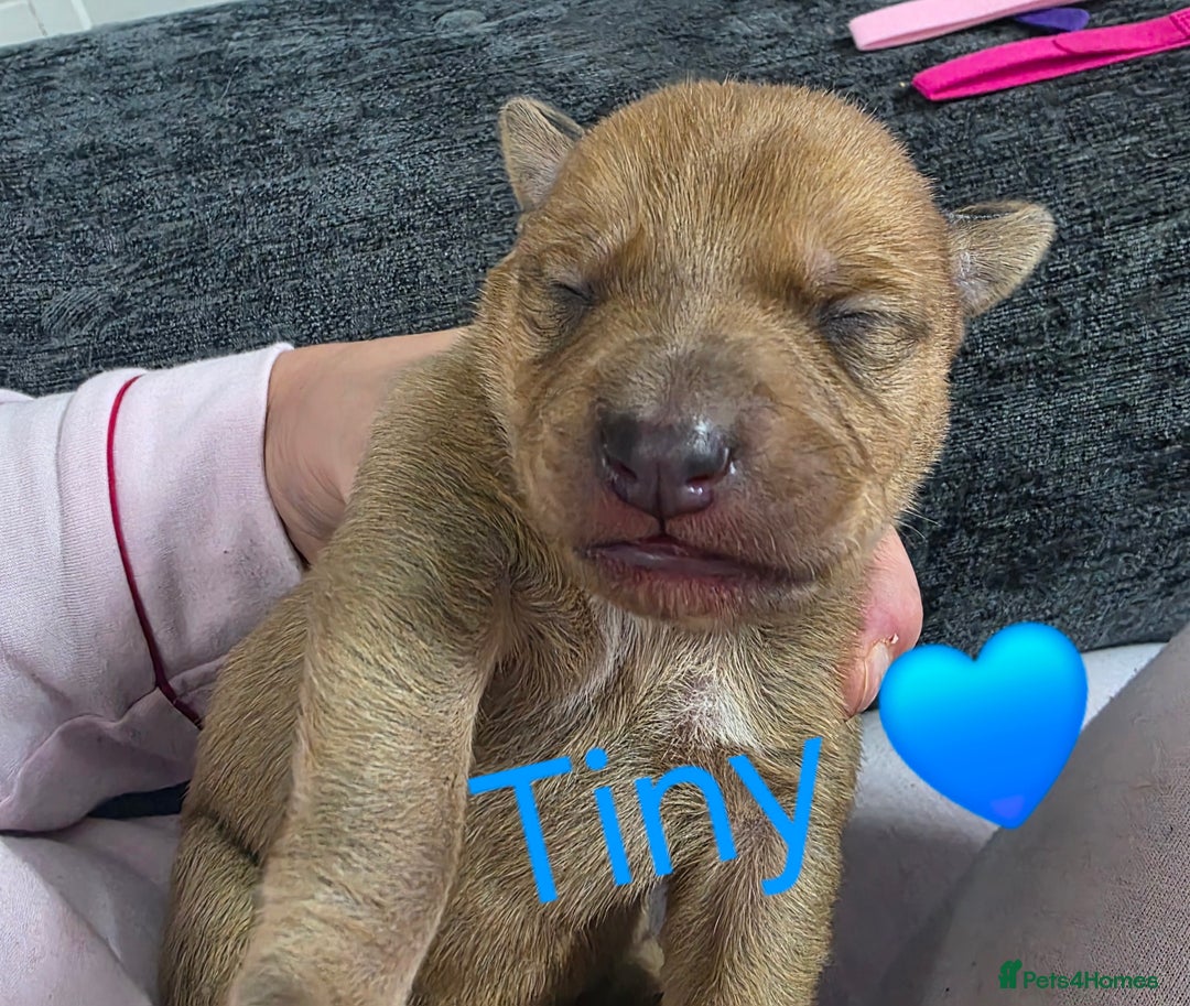 Mixed Breed dogs for sale: Saluki collie bull whippet greyhound pups - Advert 16