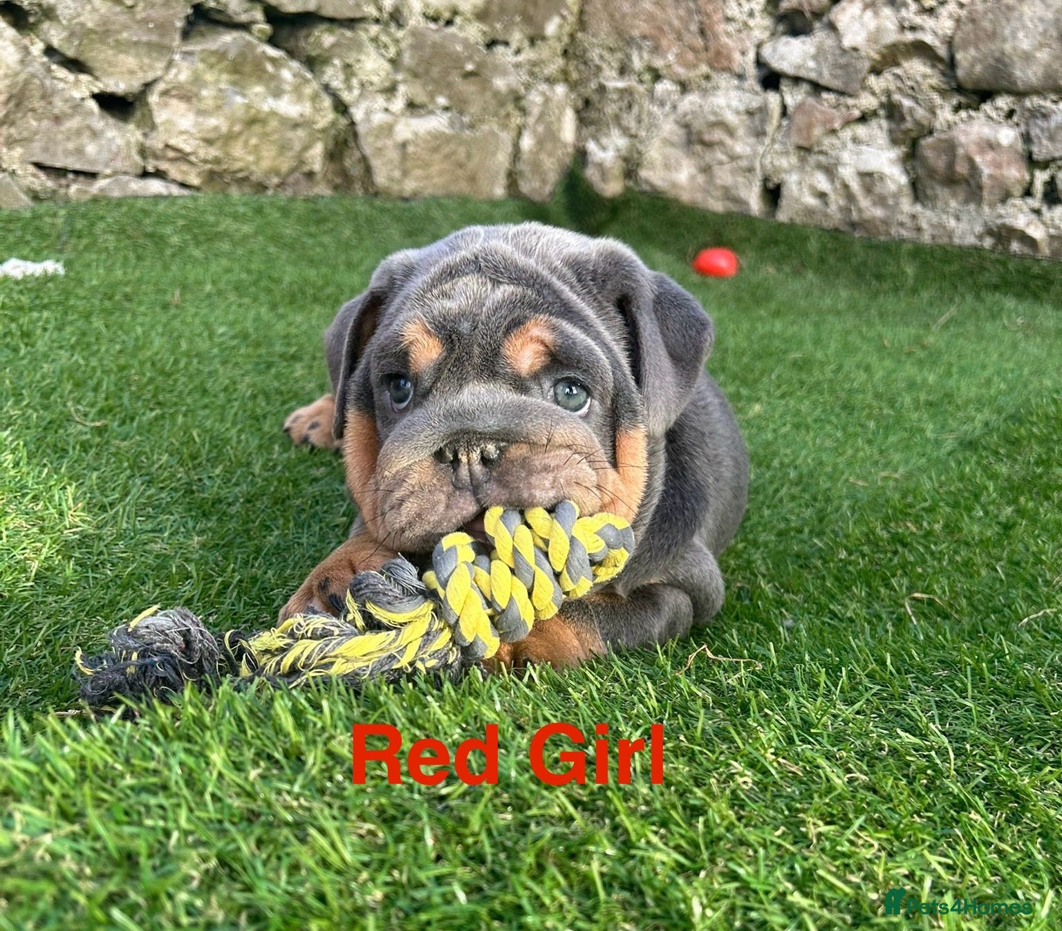 English Bulldog dogs KC registered English bulldog puppies - Advert 2