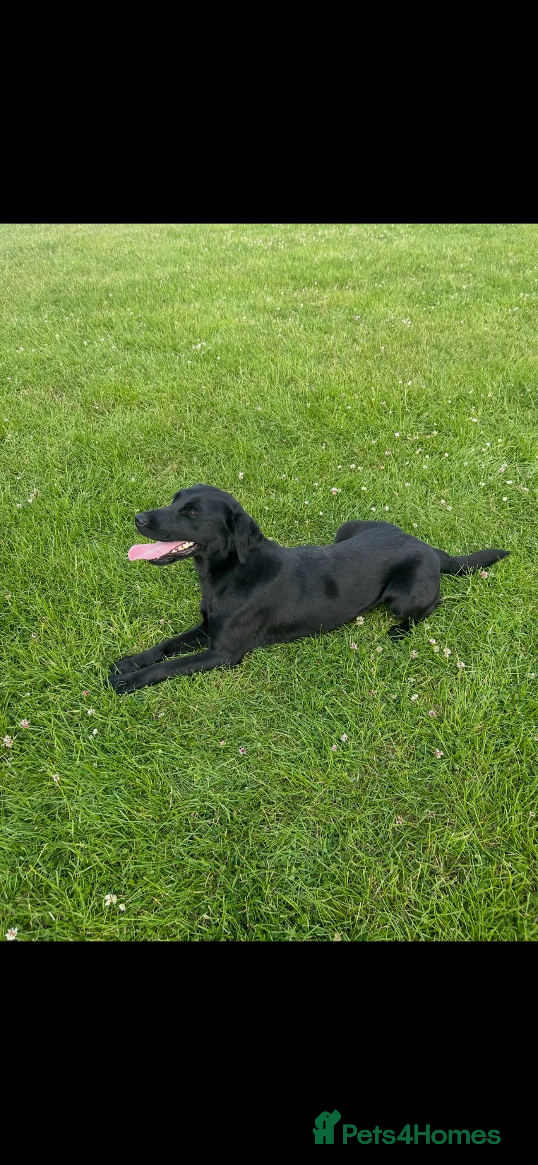 Labrador Retriever dogs for sale: Georgous litter of male working Labradors - Advert 7