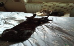Domestic Shorthair cats for sale: Merlin needs a new forever home - Image 4
