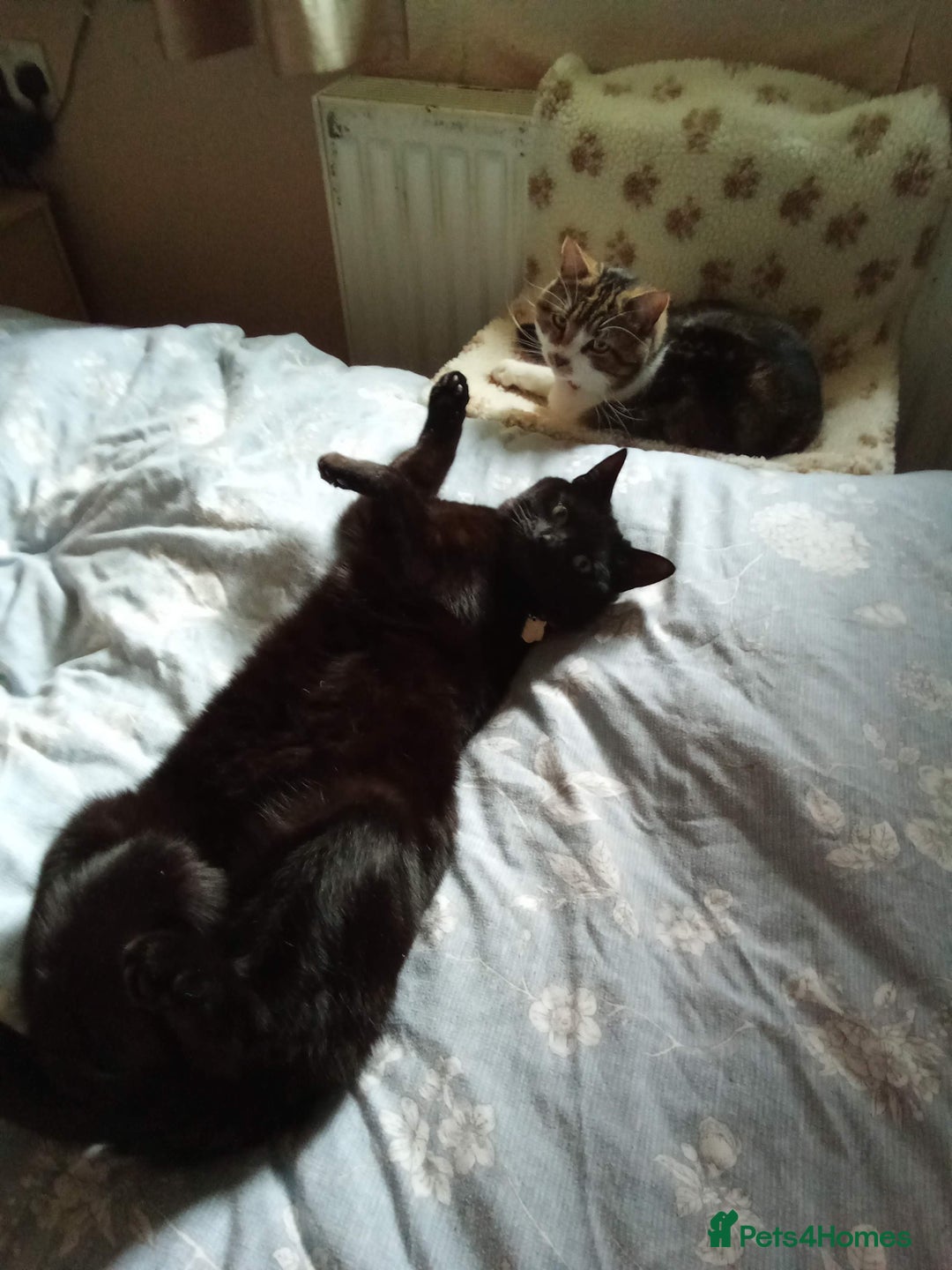 Domestic Shorthair cats for sale: Merlin needs a new forever home - Image 4