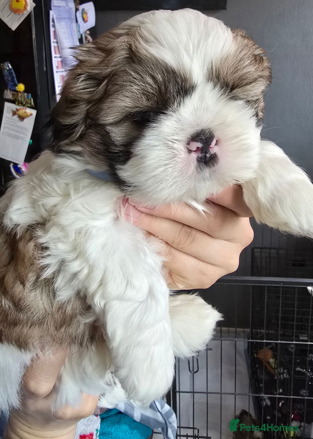 Shih Tzu dogs for sale: Shih Tzu Male puppy for sale - Advert 2