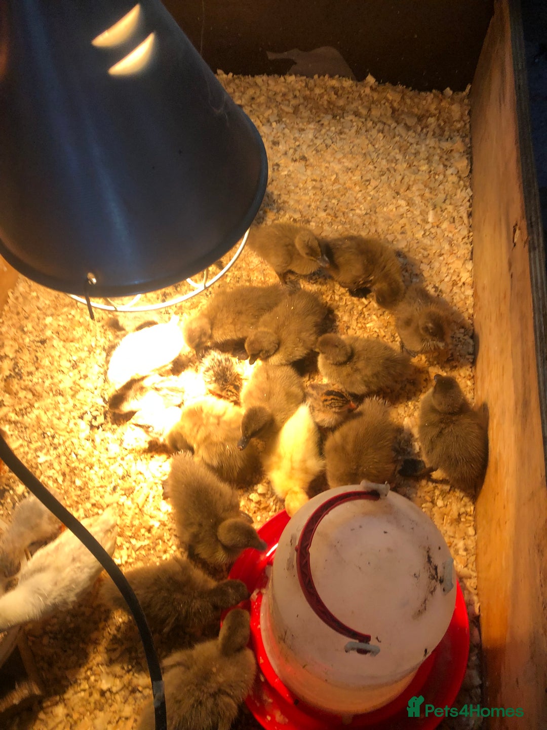 Ducks poultry for sale: KHAKI CAMPBELL DUCKLINGS - Image 2