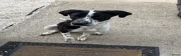 Mixed Breed dogs for sale: Hugo (8 months old) in Wallingford - Advert 2