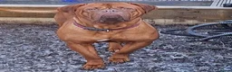 Dogue De Bordeaux dogs for sale: 🐾 4 Beautiful Dogue De Bordeaux Puppies 🐾 in Crewe - Advert 2