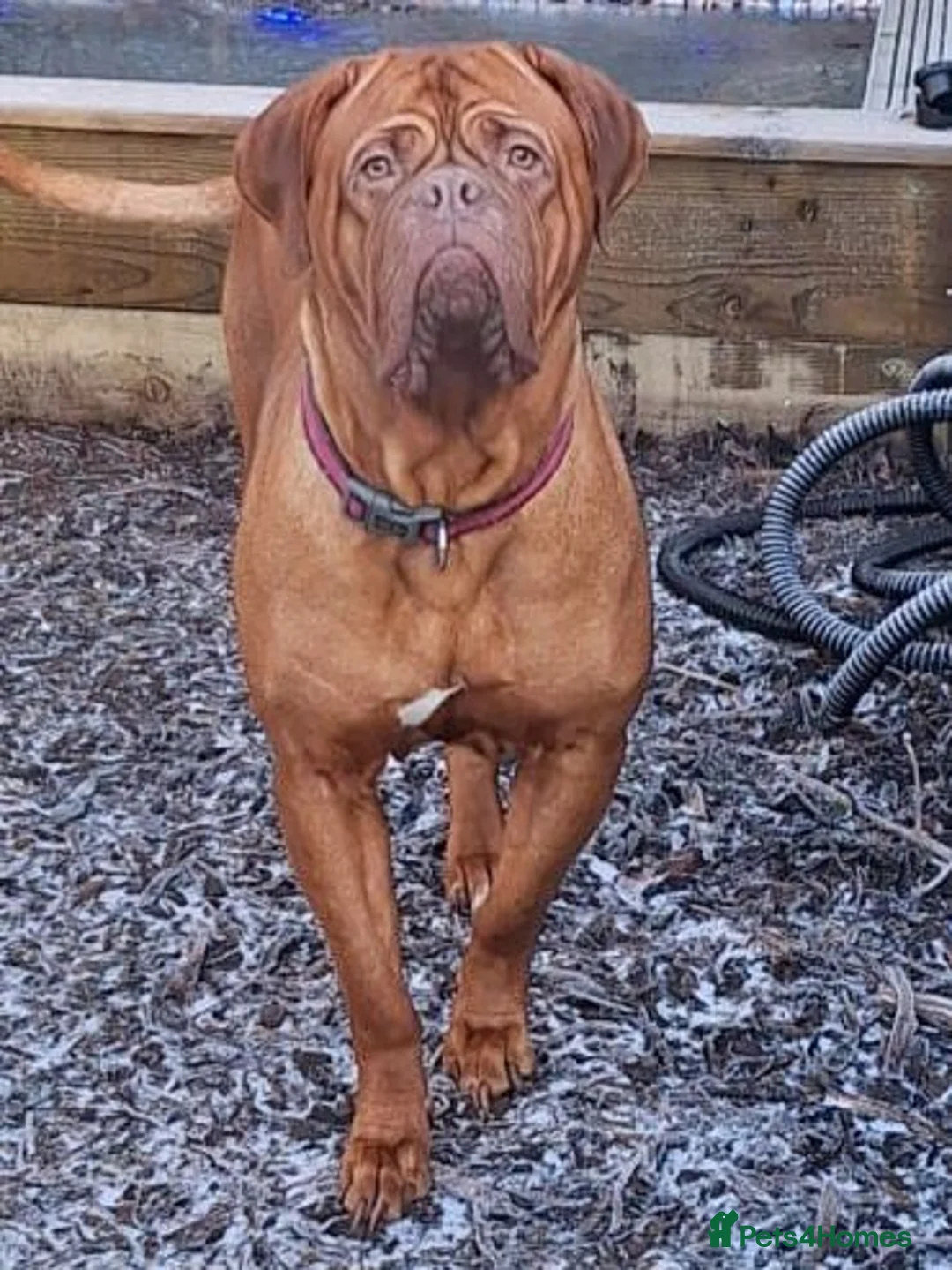 Dogue De Bordeaux dogs for sale: 🐾 4 Beautiful Dogue De Bordeaux Puppies 🐾 in Crewe - Advert 2