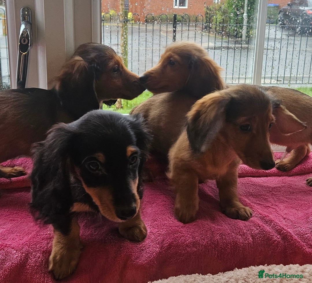 Miniature Dachshund dogs for sale: Ready now 🩵🩵🩵🩷 - Advert 5