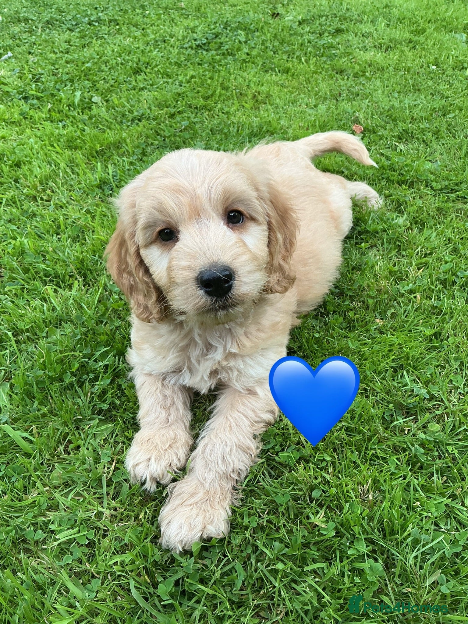 Cockapoo dogs F1 SABLE COCKAPOO BOY.READY NOW. - Advert 10