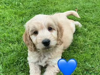 Cockapoo dogs F1 SABLE COCKAPOO BOY.READY NOW. - Advert 10