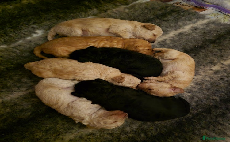 Toy Poodle dogs - Advert 6