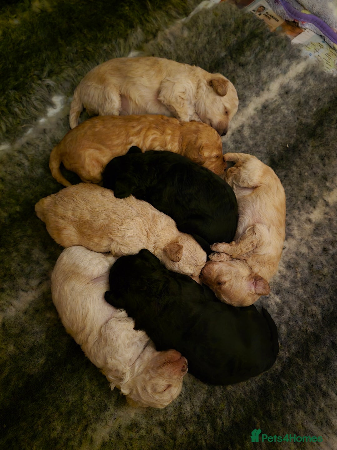 Toy Poodle dogs for sale: BEAUTIFUL TOY POODLES - Image 1
