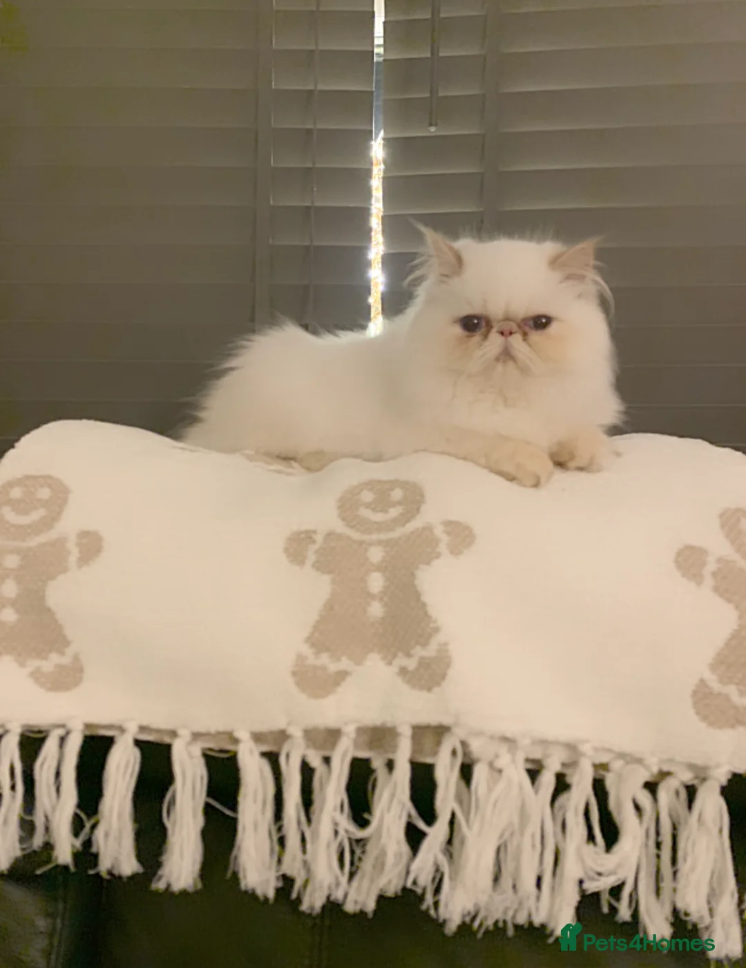 Persian cats for sale: Persian long and thick hair 5mo boy  - Advert 6
