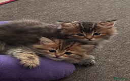Scottish Fold cats for sale: 5 British Longhair and Scottish Straight kittens  - Image 4