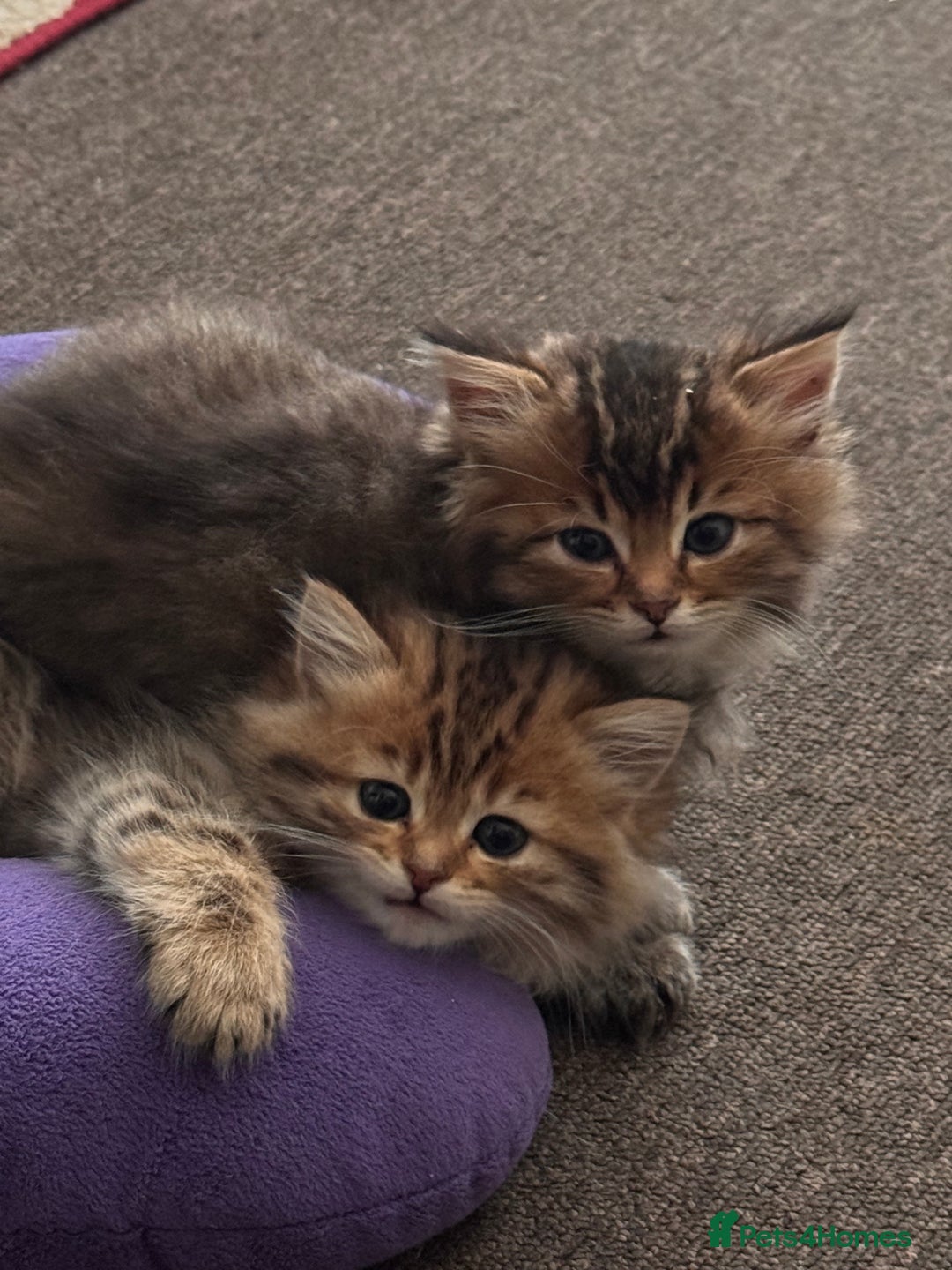 Scottish Fold cats for sale: 5 British Longhair and Scottish Straight kittens  - Image 4