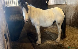 Irish Cob horses for sale: 12.2 piebald mini cob mare - Image 2