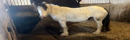 Irish Cob horses for sale: 12.2 piebald mini cob mare - Advert 2
