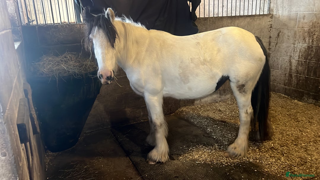 Irish Cob horses for sale: 12.2 piebald mini cob mare - Image 2