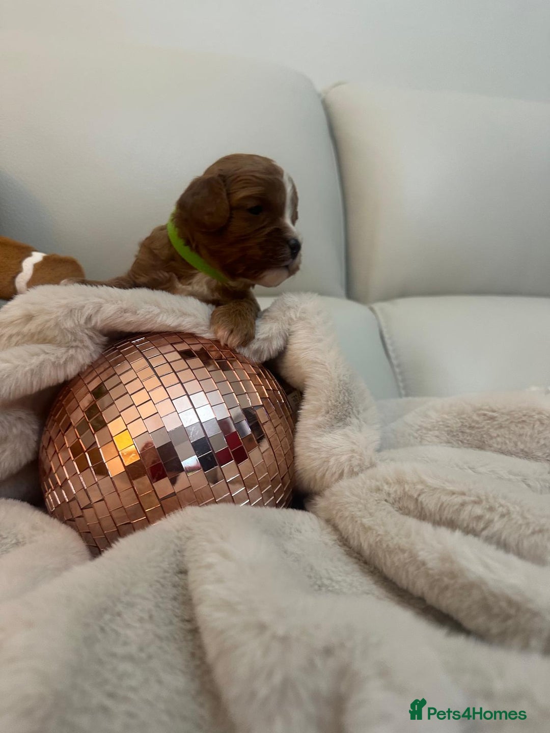 Cavapoo dogs for sale: 🐾 Beautiful F1 Cavapoos – Raised with Love  🐾 - Advert 20