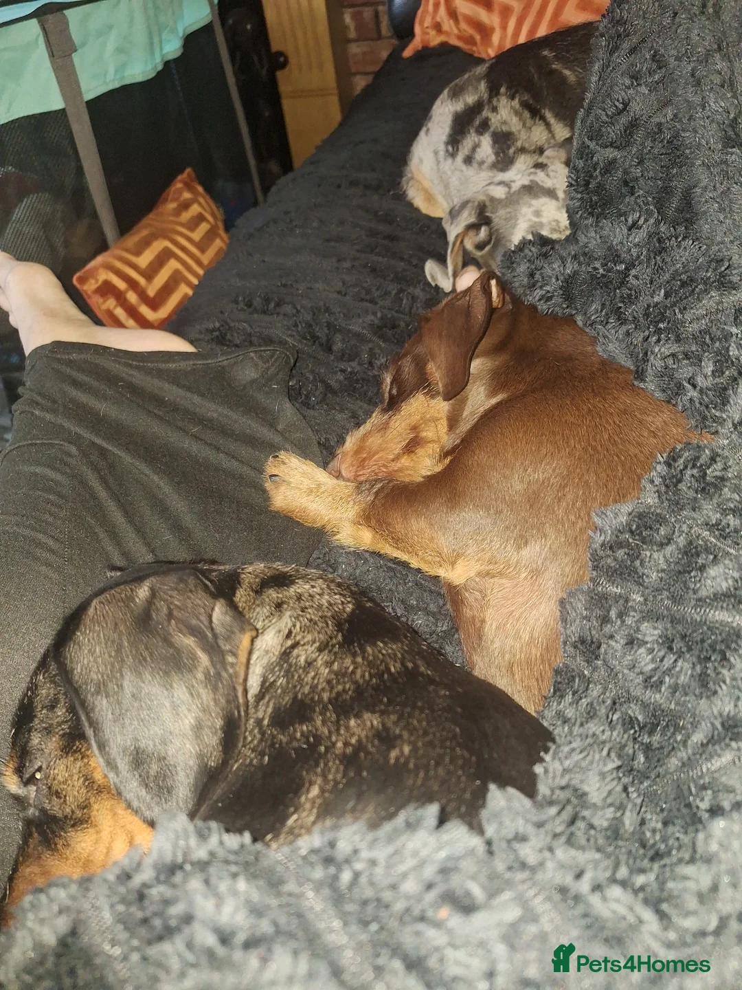 Dachshund dogs for sale: Miniature Dachshunds  - Advert 2
