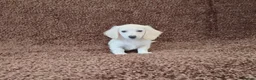 Miniature Dachshund dogs for sale: Rare Cream Longcoat Miniature Dachshund Puppies  - Advert 4