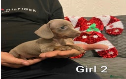 Miniature Dachshund dogs for sale: Miniature Dachshund  - Advert 4