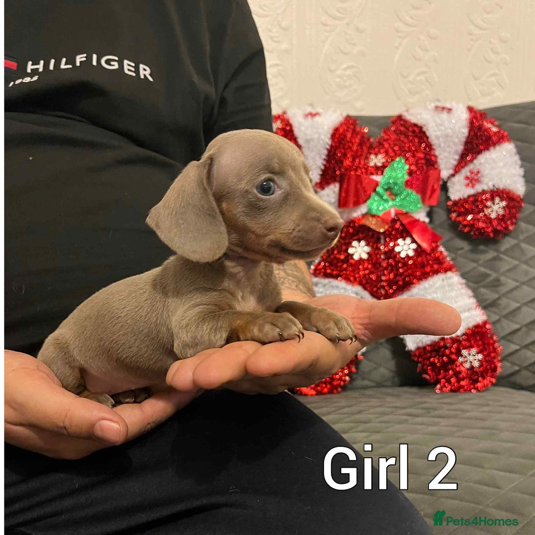 Miniature Dachshund dogs for sale: Miniature Dachshund  - Advert 4