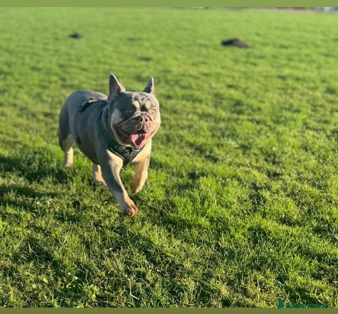 French Bulldog dogs for sale: Frenchie Girl Lilac & Tan KC - Image 3