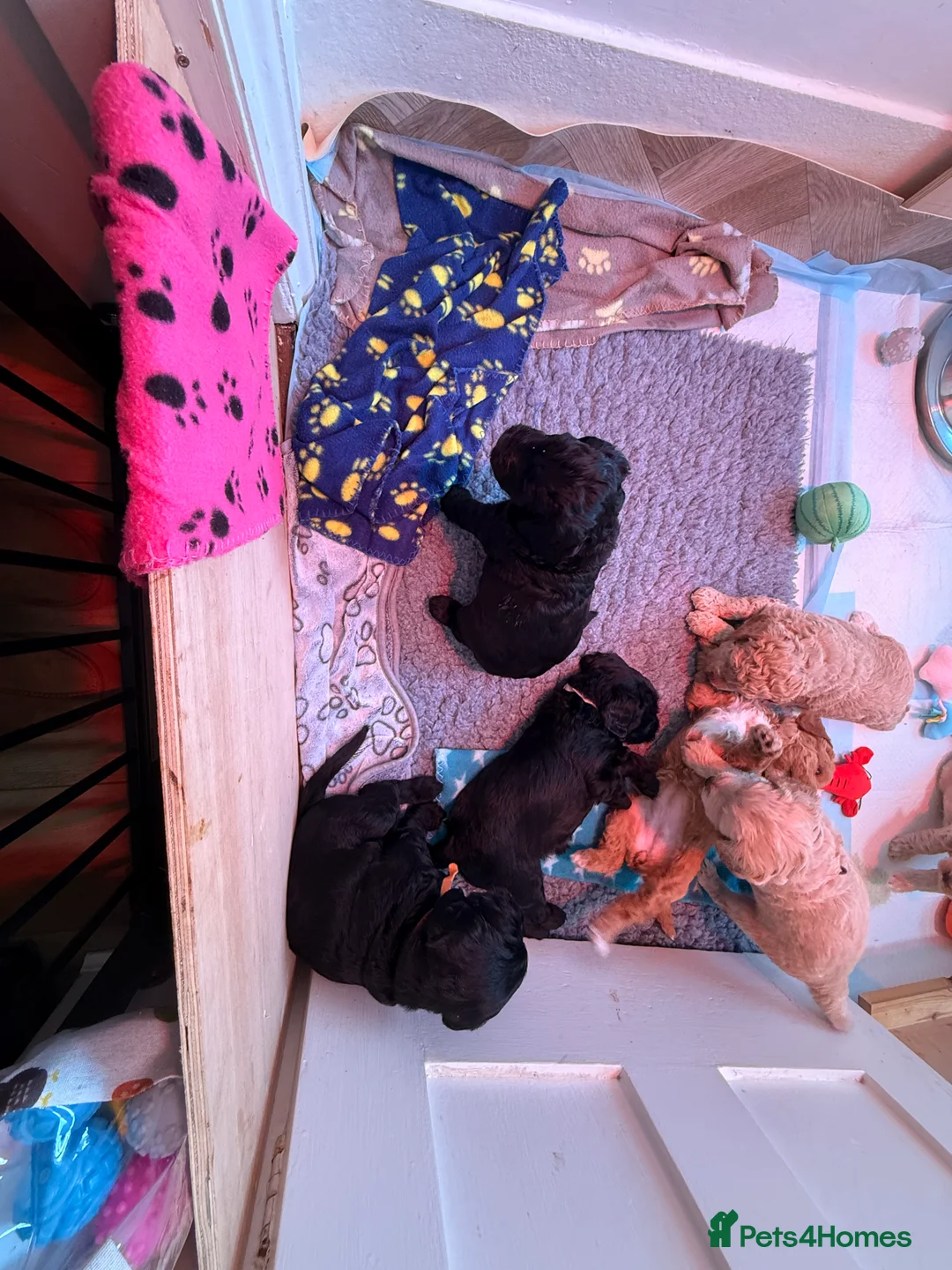 Labradoodle dogs for sale: Beautiful Labradoodle Puppies Available 🐾 - Advert 21