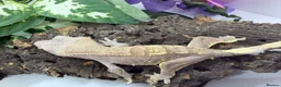 Gecko reptiles for sale: Crested gecko collection for sale  - Advert 16