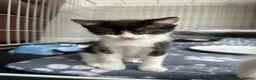 Domestic Shorthair cats for sale: Black and white girl kitten  in Crickhowell - Advert 3